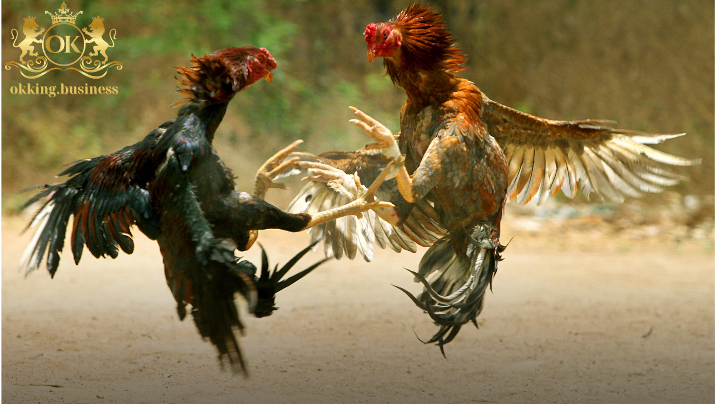 Tổng quan sảnh đá gà OKKING